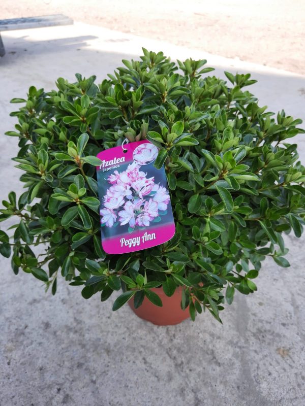 Azalea japonica 'Peggy Ann'
