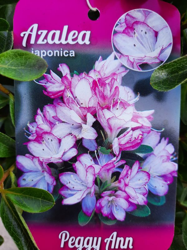 Azalea japonica 'Peggy Ann'