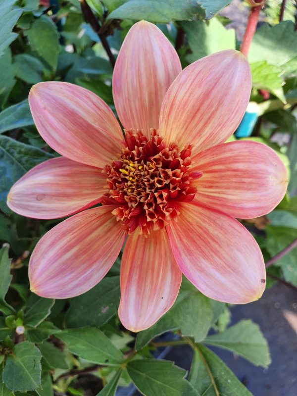 Dahlia 'Totally Tangerine' Dahlia 'Totally Tangerine'