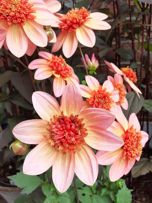 Dahlia_Totally_Tangerine_WEB Dahlia 'Totally Tangerine'