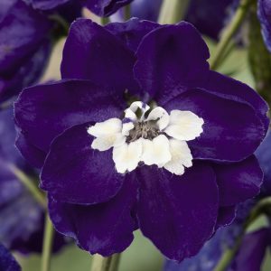 Delphinium x cultorum 'Magic Fountains Dark Blue / White Bee'