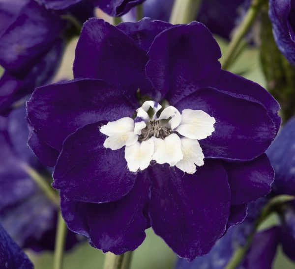 Delphinium x cultorum 'Magic Fountains Dark Blue / White Bee'