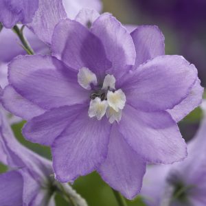 Delphinium x cultorum 'Magic Fountains Lavender / White Bee'