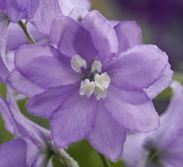 Delphinium x cultorum 'Magic Fountains Lavender / White Bee'
