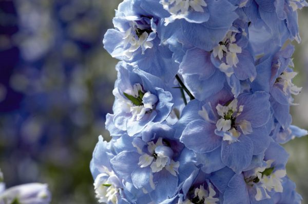 Delphinium x cultorum 'Magic Fountains Sky Blue / White Bee'