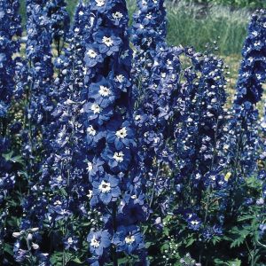 Delphinium (Pacific Giant Series) 'Blue Bird'