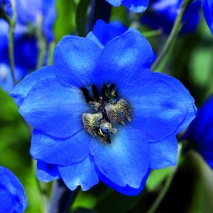 Delphinium (Pacific Giant Series) 'Blue Jay'