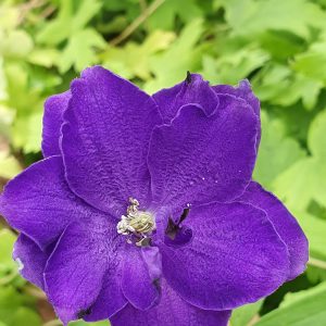 Delphinium 'Black Knight' (Pacific Giant Series)