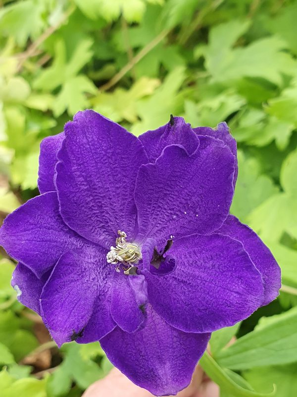 Delphinium (Pacific Giant Series) 'Black Knight' Delphinium 'Black Knight' (Pacific Giant Series)