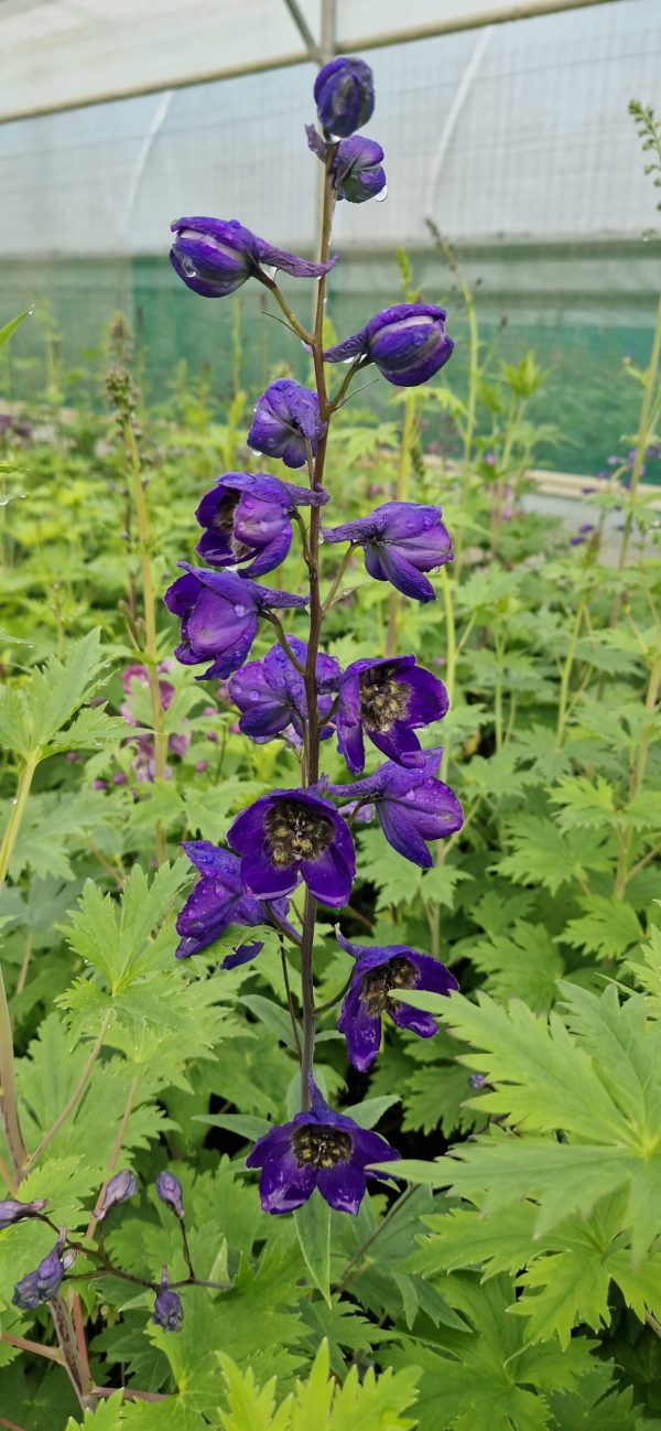 Delphinium (Pacific Giant Series) 'Black Knight' Delphinium 'Black Knight' (Pacific Giant Series)