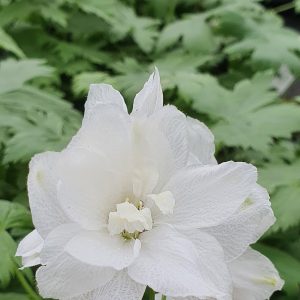 Delphinium (Pacific Giant Series) 'Galahad'