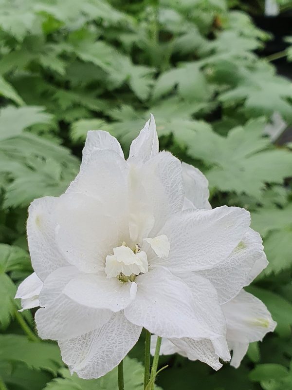 Delphinium (Pacific Giant Series) 'Galahad'