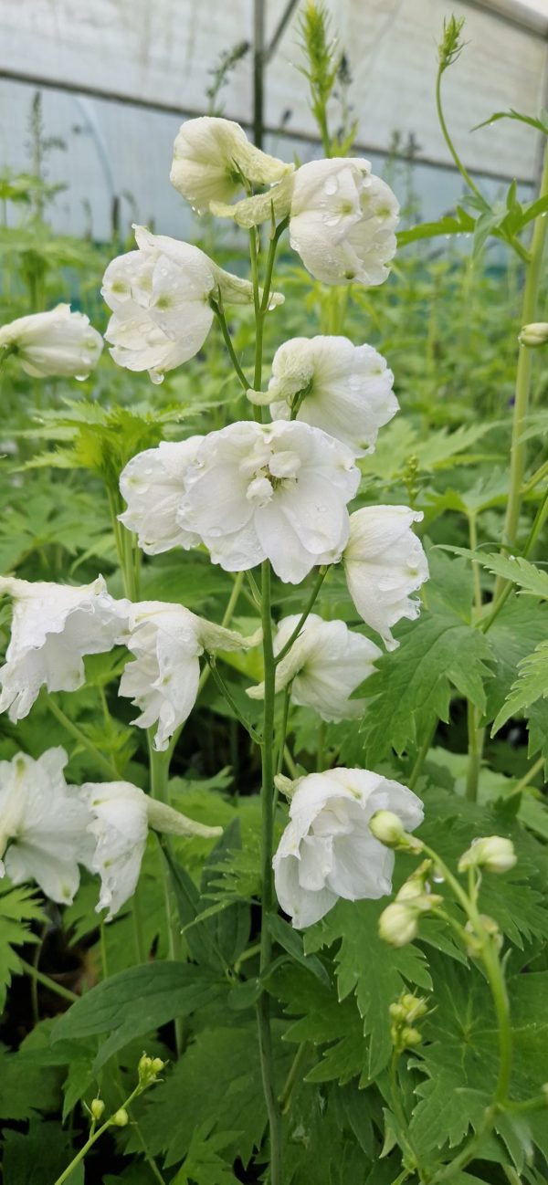 Delphinium (Pacific Giant Series) 'Galahad'