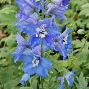 Delphinium (Pacific Giant Series) 'Summer Skies'