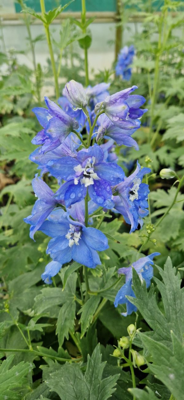 Delphinium (Pacific Giant Series) 'Summer Skies'