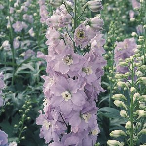 Delphinium (Pacific Giant Series) 'Guinevere'