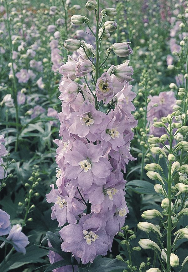 - Delphinium (Pacific Giant Series) 'Guinevere'
