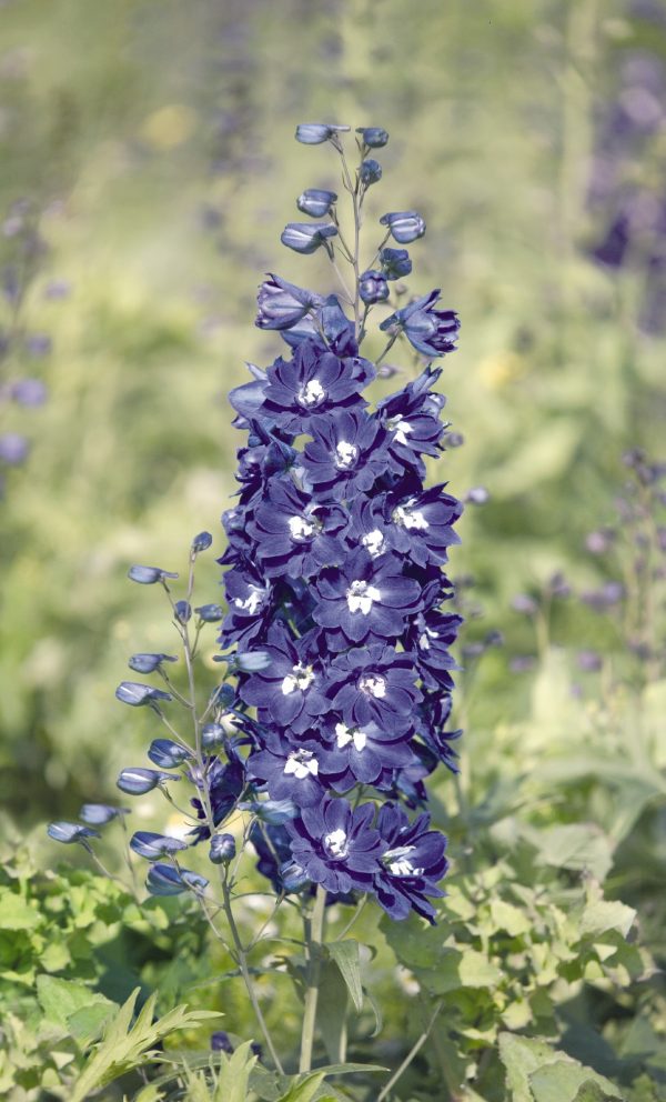 Delphinium (Pacific Giant Series) 'King Arthur'