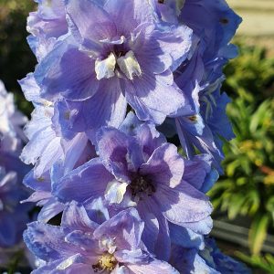 Delphinium delgenius 'Shelby'