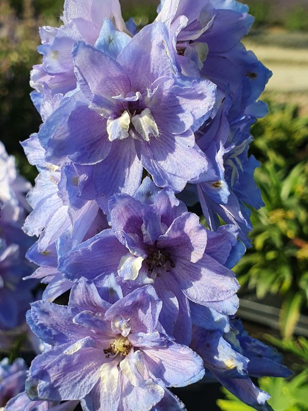 Delphinium delgenius 'Shelby'