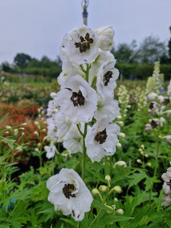 Delphinium white dark bee Delphinium x cultorum 'Magic Fountains White / Dark Bee'