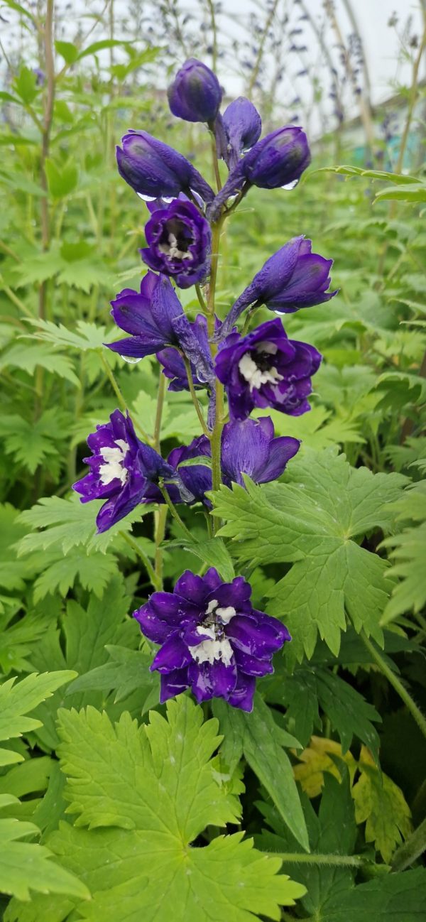 Delphinium x cultorum 'Magic Fountains Dark Blue / White Bee'