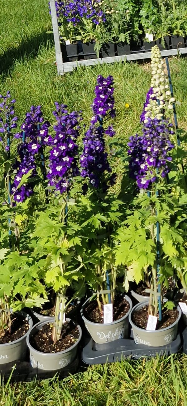 Delphinium x cultorum 'Magic Fountains Dark Blue / White Bee'