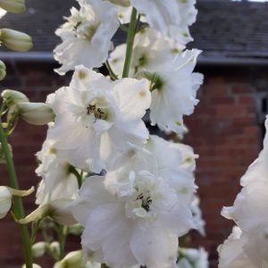 Delphinium x cultorum 'Magic Fountains White'