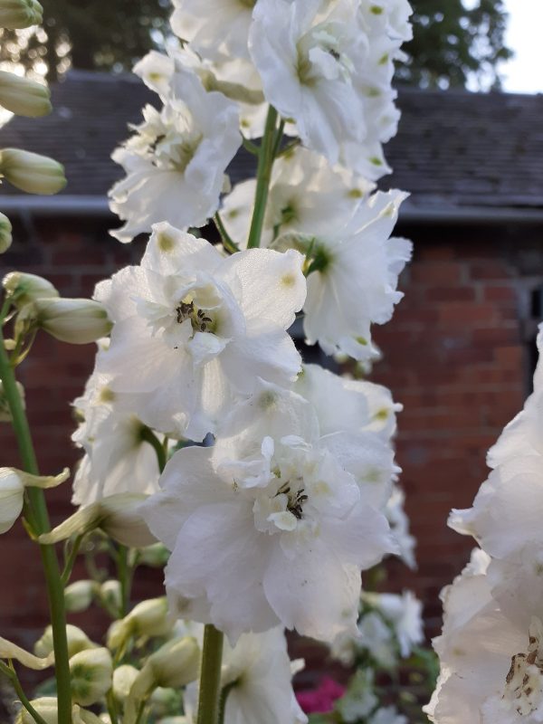 Delphinium x cultorum 'Magic Fountains White' | Proctors Nursery