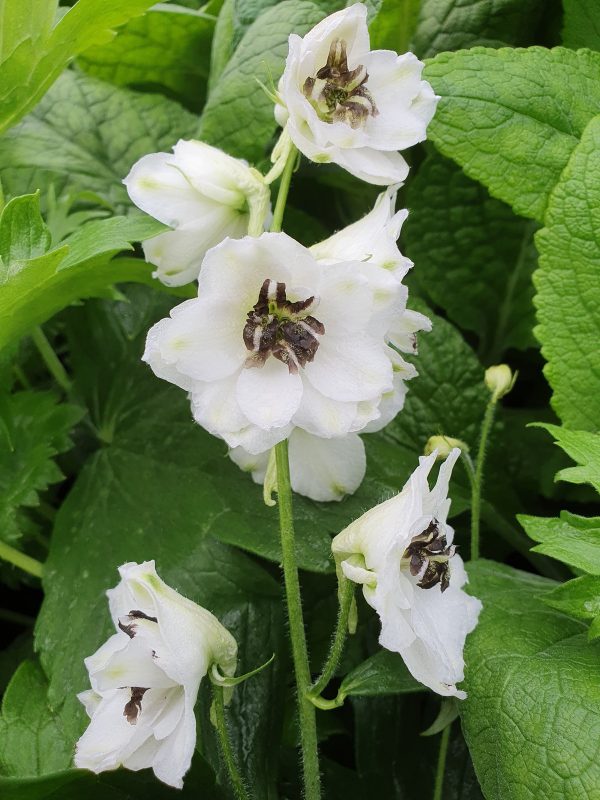 Delphinium x cultorum 'Magic Fountains White : Dark Bee' Delphinium x cultorum 'Magic Fountains White / Dark Bee'