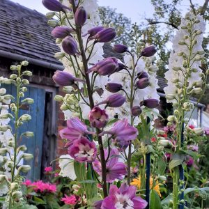 Delphinium x cultorum 'Magic Fountains Lilac Rose / White Bee'