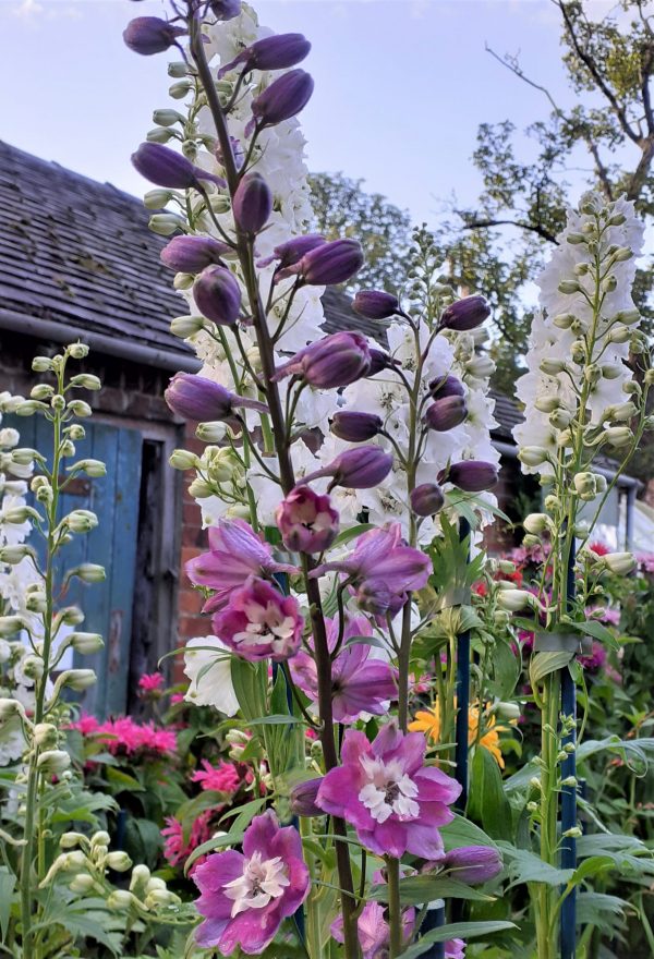 Delphinium x cultorum 'Magic Fountains Lilac Rose / White Bee'
