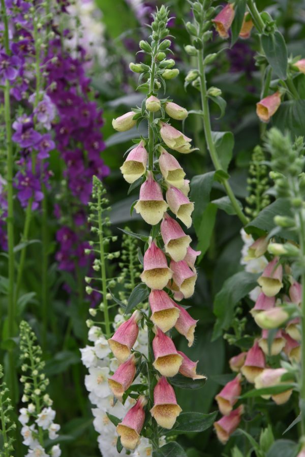 Digitalis Polkadot Polly 02 Digitalis hybrida 'Polkadot Polly'