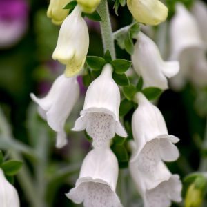 Digitalis 'Silver Cub'