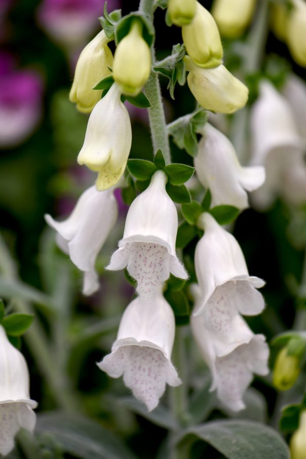 Digitalis 'Silver Cub'