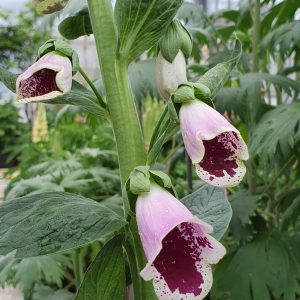 Digitalis 'Sugar Plum'