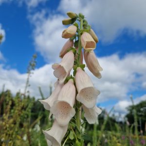 Digitalis 'Apricot Beauty'