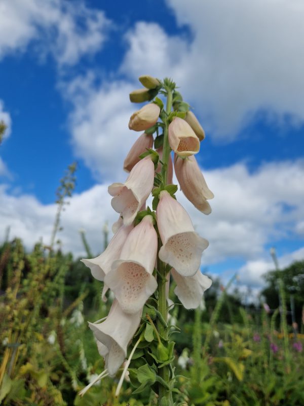 Digitalis apricot beauty Digitalis 'Apricot Beauty'
