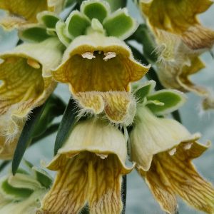 Digitalis ferruginea 'Gigantea'