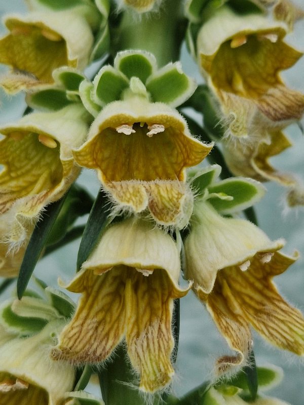 Digitalis gigantea Digitalis ferruginea 'Gigantea'