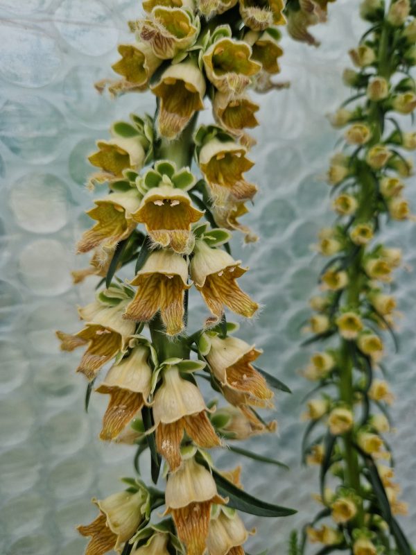 Digitalis gigantea2 Digitalis ferruginea 'Gigantea'