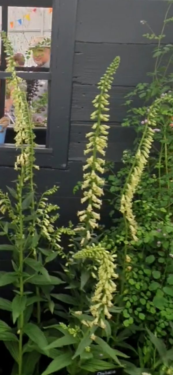 Digitalis lutea