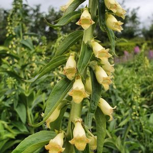 Digitalis lutea