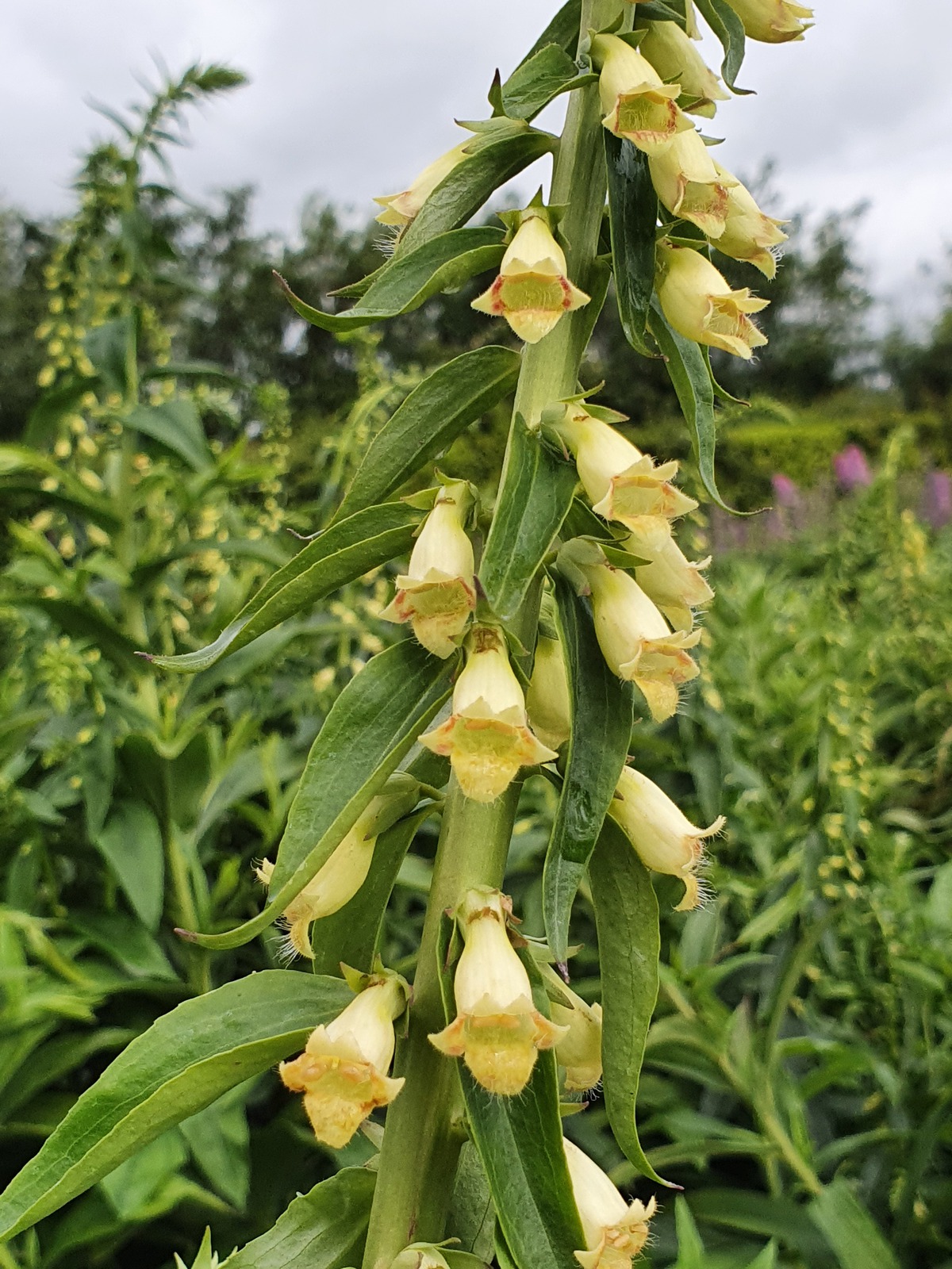 Digitalis Lutea Shop Well Established Digitalis Proctors Nursery