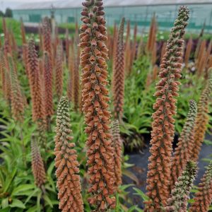 Digitalis parviflora 'Milk Chocolate'