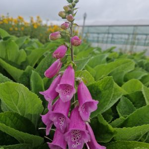 Digitalis purpurea