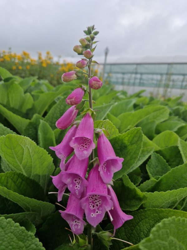 Digitalis purpurea Digitalis purpurea