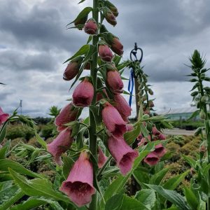 Digitalis x mertonensis 'Summer King'