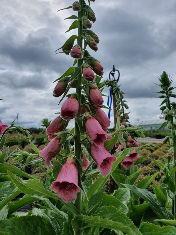 Digitalis summer king Digitalis x mertonensis 'Summer King'