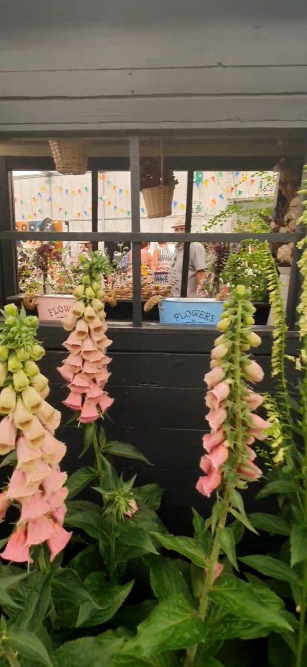 Digitalis x mertonensis 'Summer King' Digitalis x mertonensis 'Summer King'